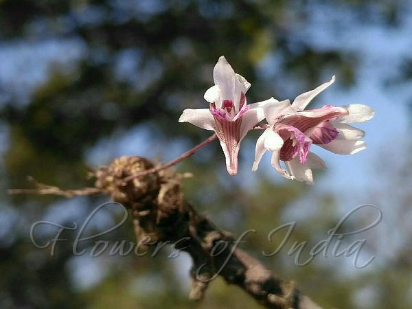 Spindle-Bulb Dendrobium